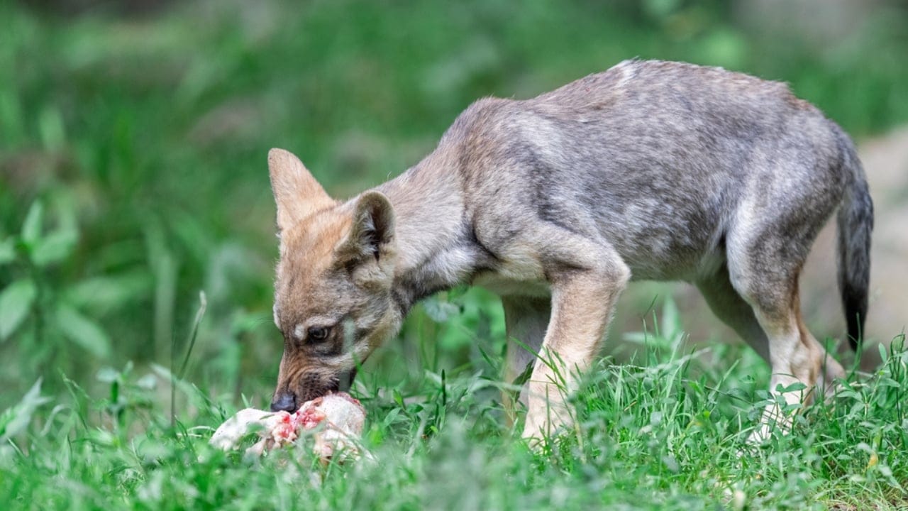 How Wolf Pups Go From Helpless to Apex Predators in a Year 6 How Wolf Pups Go From Helpless to Apex Predators in a Year - Gray wolf pup eating ss1776076004 adyh