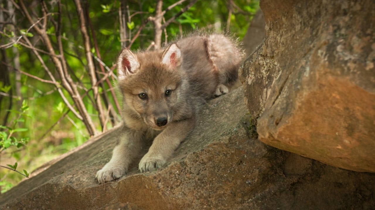 How Wolf Pups Go From Helpless to Apex Predators in a Year 11 How Wolf Pups Go From Helpless to Apex Predators in a Year - Gray wolf pup ss1077874982 adyh