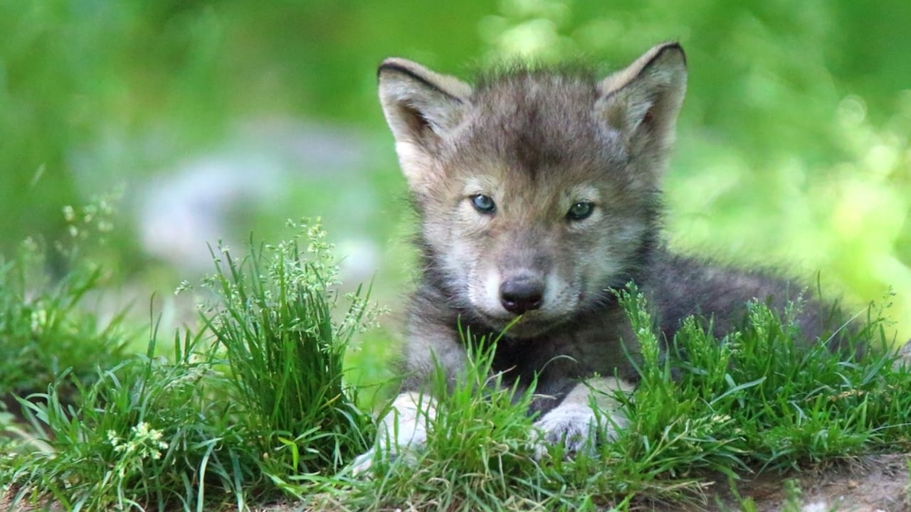 How Wolf Pups Go From Helpless to Apex Predators in a Year 10 How Wolf Pups Go From Helpless to Apex Predators in a Year - Gray wolf pup ss529853443 adyh