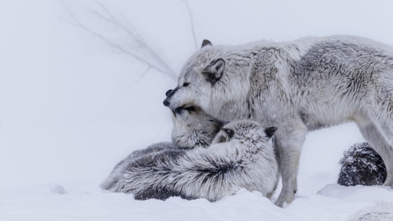 How Wolf Pups Go From Helpless to Apex Predators in a Year 12 How Wolf Pups Go From Helpless to Apex Predators in a Year - Gray wolf pups and mother gray wolf in winter ss1077874982 adyh