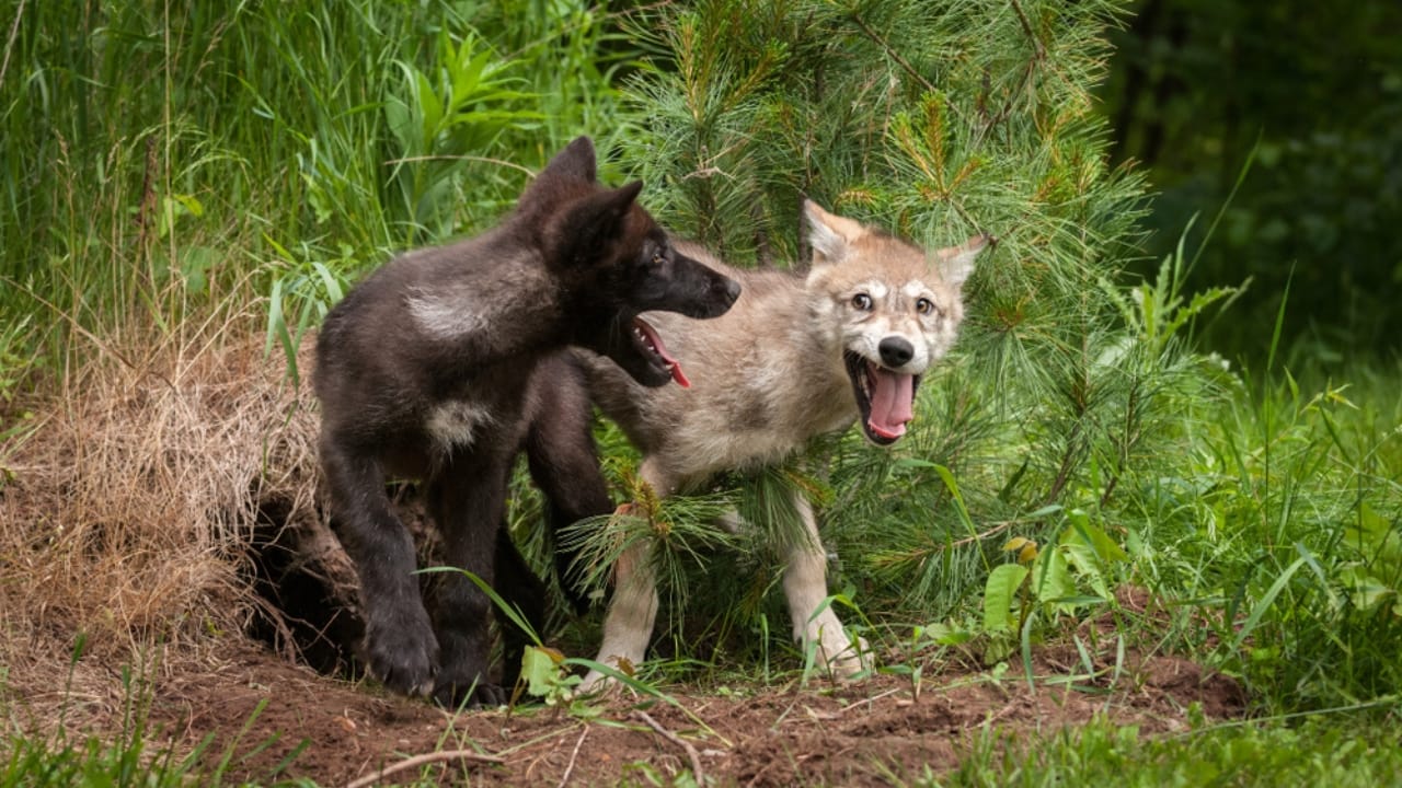 How Wolf Pups Go From Helpless to Apex Predators in a Year 16 How Wolf Pups Go From Helpless to Apex Predators in a Year - Gray wolf pups ss1047585766 adyh
