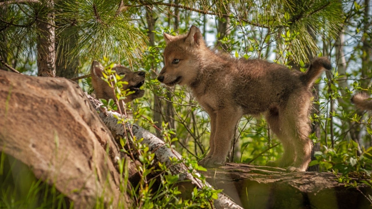 How Wolf Pups Go From Helpless to Apex Predators in a Year 5 How Wolf Pups Go From Helpless to Apex Predators in a Year - Gray wolf pups ss1093806713 adyh