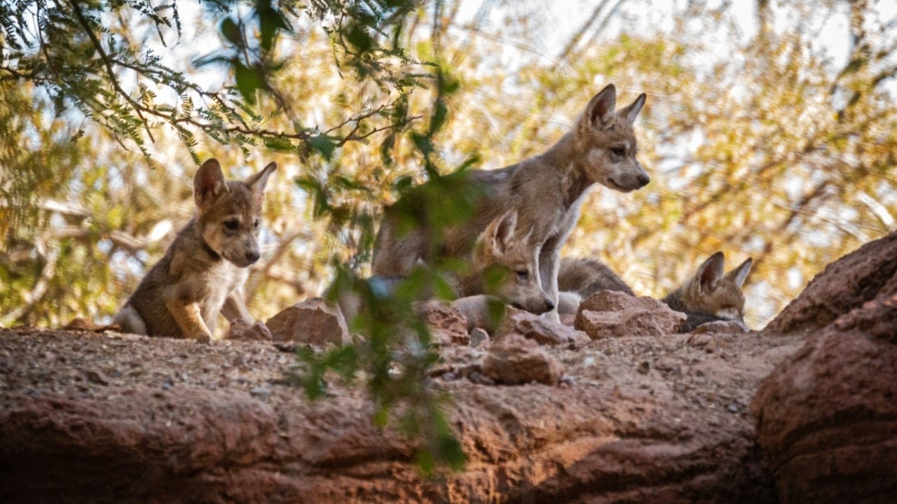 How Wolf Pups Go From Helpless to Apex Predators in a Year 13 How Wolf Pups Go From Helpless to Apex Predators in a Year - Gray wolf pups ss1431333857 adyh