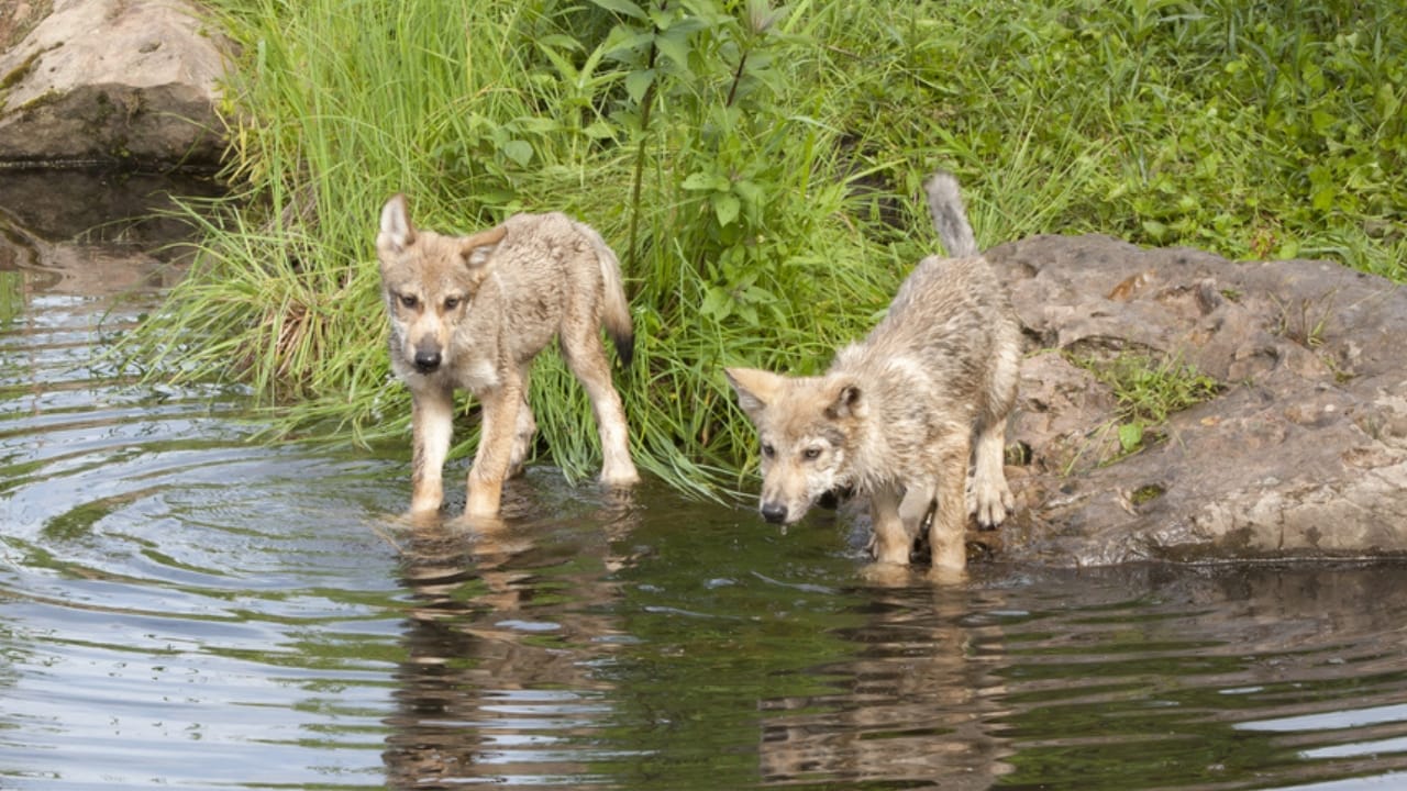 How Wolf Pups Go From Helpless to Apex Predators in a Year 8 How Wolf Pups Go From Helpless to Apex Predators in a Year - Gray wolf pups ss182753660 adyh