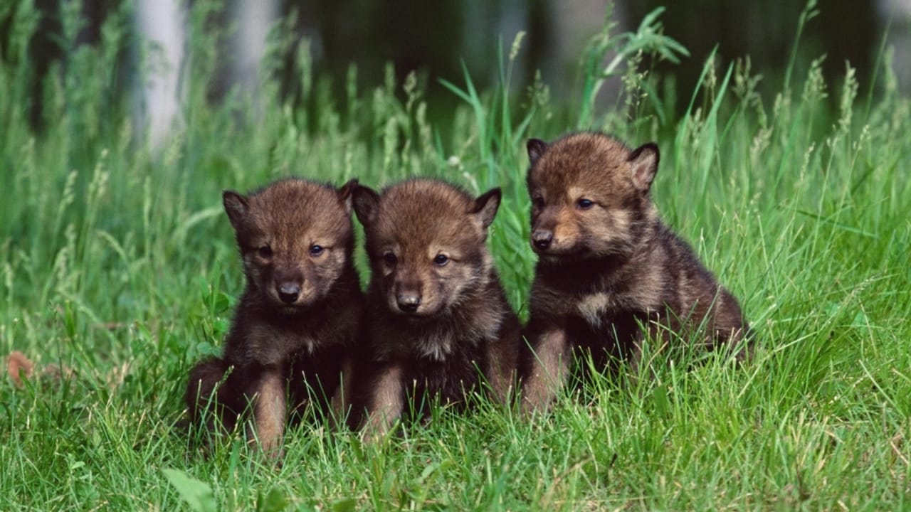 How Wolf Pups Go From Helpless to Apex Predators in a Year 3 How Wolf Pups Go From Helpless to Apex Predators in a Year - Gray wolf pups ss2427892035 adyh