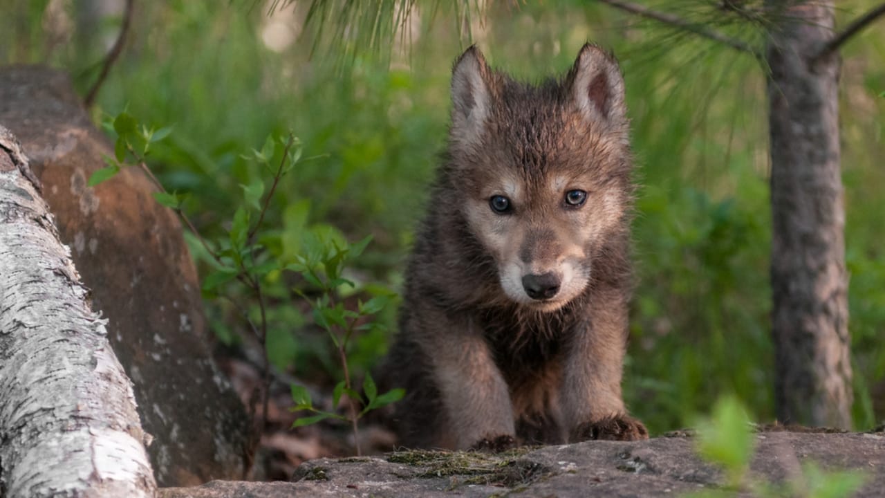 How Wolf Pups Go From Helpless to Apex Predators in a Year 14 How Wolf Pups Go From Helpless to Apex Predators in a Year - Gray wolf pups ss251927311 adyh