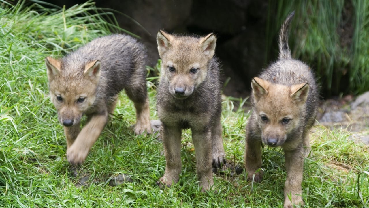 How Wolf Pups Go From Helpless to Apex Predators in a Year 15 How Wolf Pups Go From Helpless to Apex Predators in a Year - Gray wolf pups ss71301187 adyh