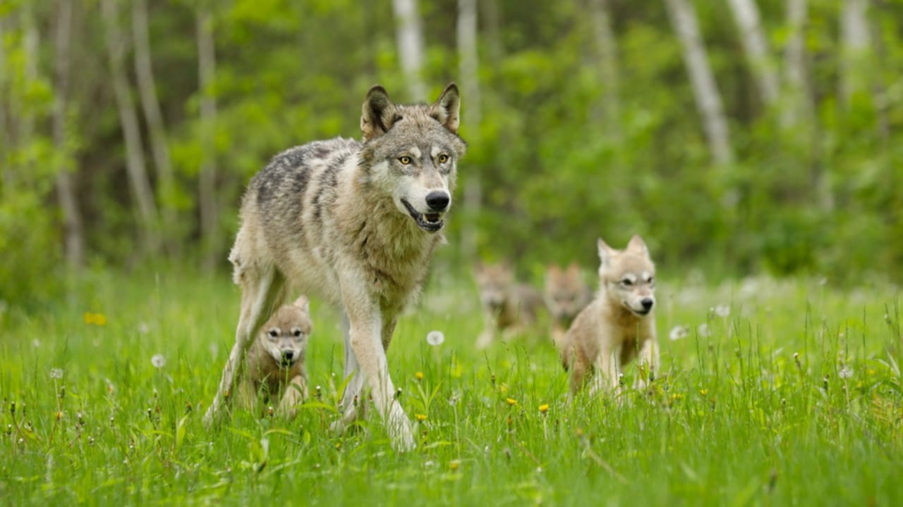 How Wolf Pups Go From Helpless to Apex Predators in a Year 7 How Wolf Pups Go From Helpless to Apex Predators in a Year - Gray wolf with pups ss792853540 adyh