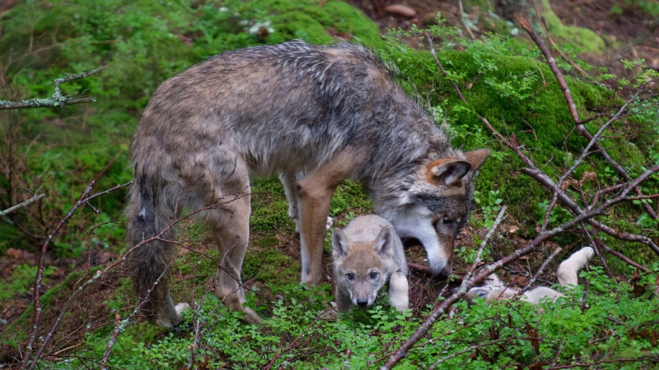 How Wolf Pups Go From Helpless to Apex Predators in a Year 2 How Wolf Pups Go From Helpless to Apex Predators in a Year - Gray wolf with two young pups dp118262490 dnoh