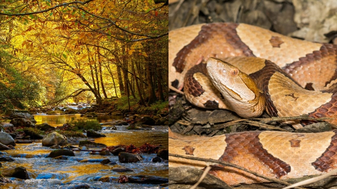 Copperhead Snake Hotspots: 25 States Where They Thrive 24 Copperhead Snake Hotspots: 25 States Where They Thrive - Grear Smoky Mountains National Park Tennessee ss2432361175 adyh Eastern Copperhead ss2162542723 adyh