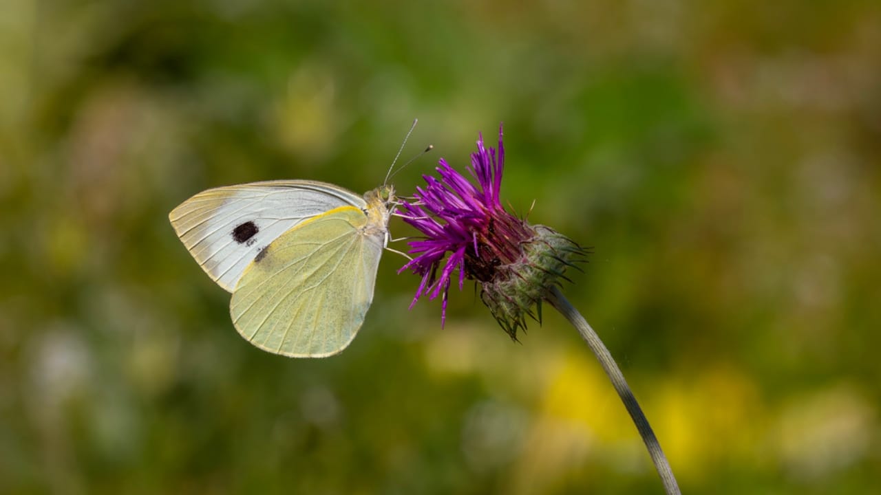 What a White Butterfly Crossing Your Path Really Means - Great White angel butterfly dp690346724 dnoh