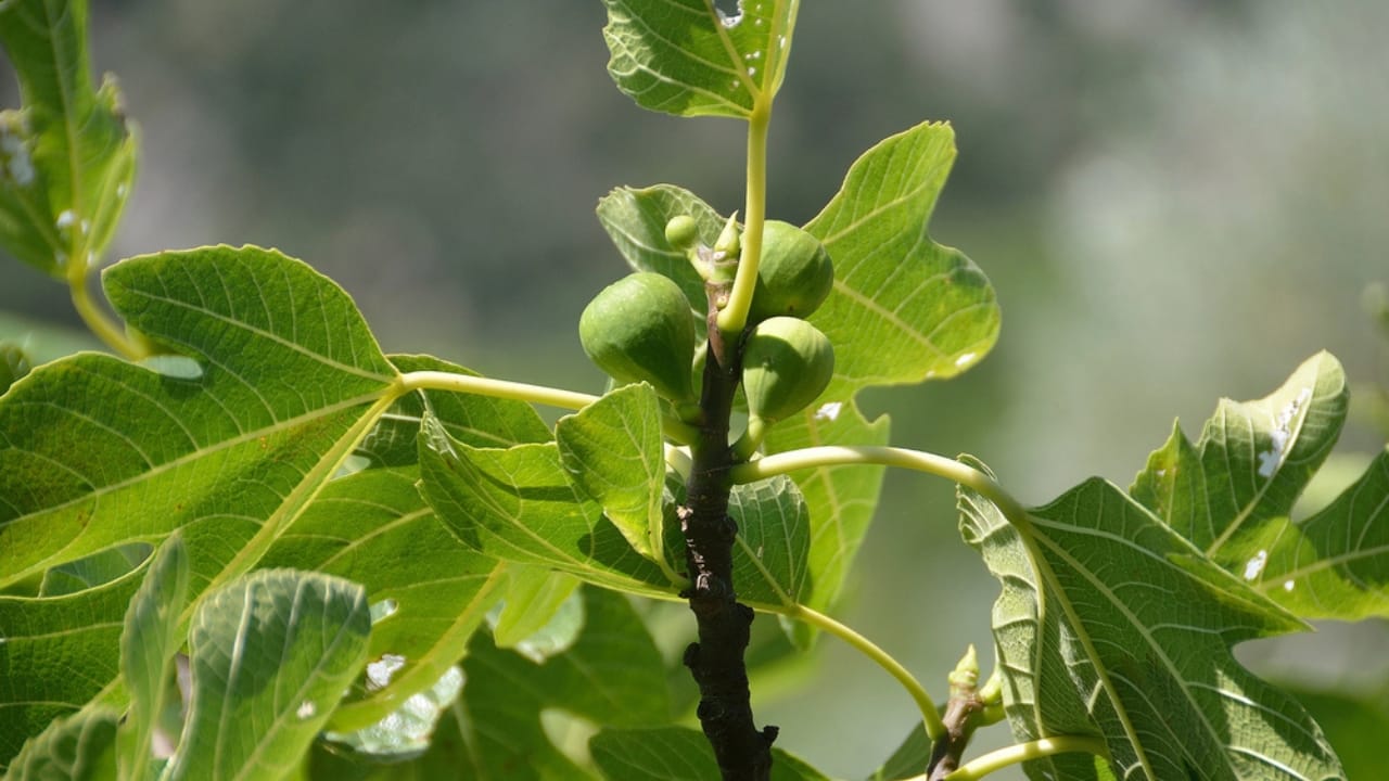 Grow Juicy Figs That Last Decades: 13 Steps to Start Now 7 Grow Juicy Figs That Last Decades: 13 Steps to Start Now - Green figs on the tree dp154654694 dnoh