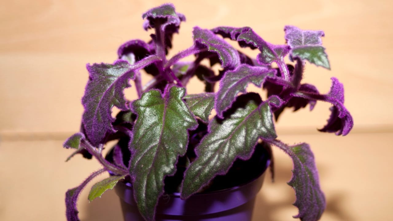 Add a Pop of Purple to Your Home with the Purple Passion Plant - Gynura plant or Purple Passion dp327965012 dnoh