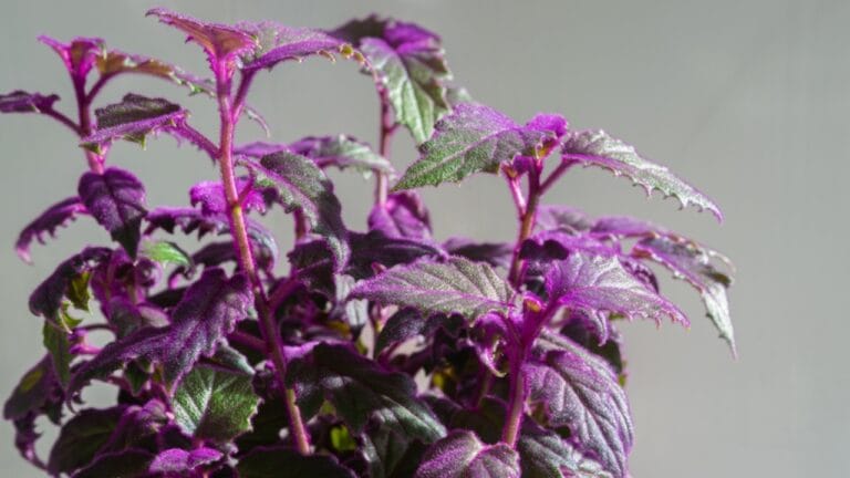 Add a Pop of Purple to Your Home with the Purple Passion Plant 6 Add a Pop of Purple to Your Home with the Purple Passion Plant - Gynura plant or Purple Passion ss2213208539 dpdgm