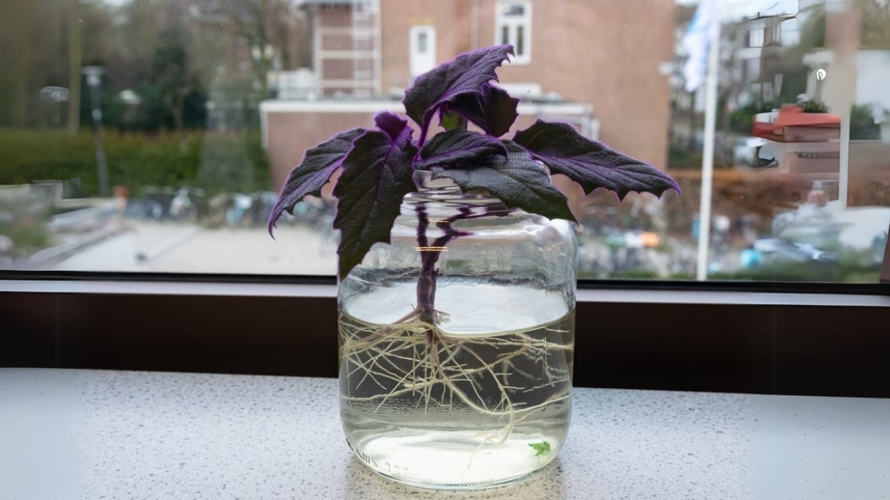 Add a Pop of Purple to Your Home with the Purple Passion Plant 4 Add a Pop of Purple to Your Home with the Purple Passion Plant - Gynura plant or Purple Passion ss2260021815 dpdgm