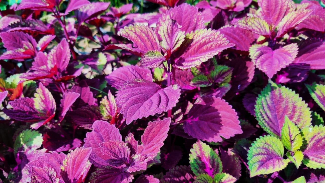 Add a Pop of Purple to Your Home with the Purple Passion Plant 5 Add a Pop of Purple to Your Home with the Purple Passion Plant - Gynura plant or Purple Passion ss2520213721 dpdgm