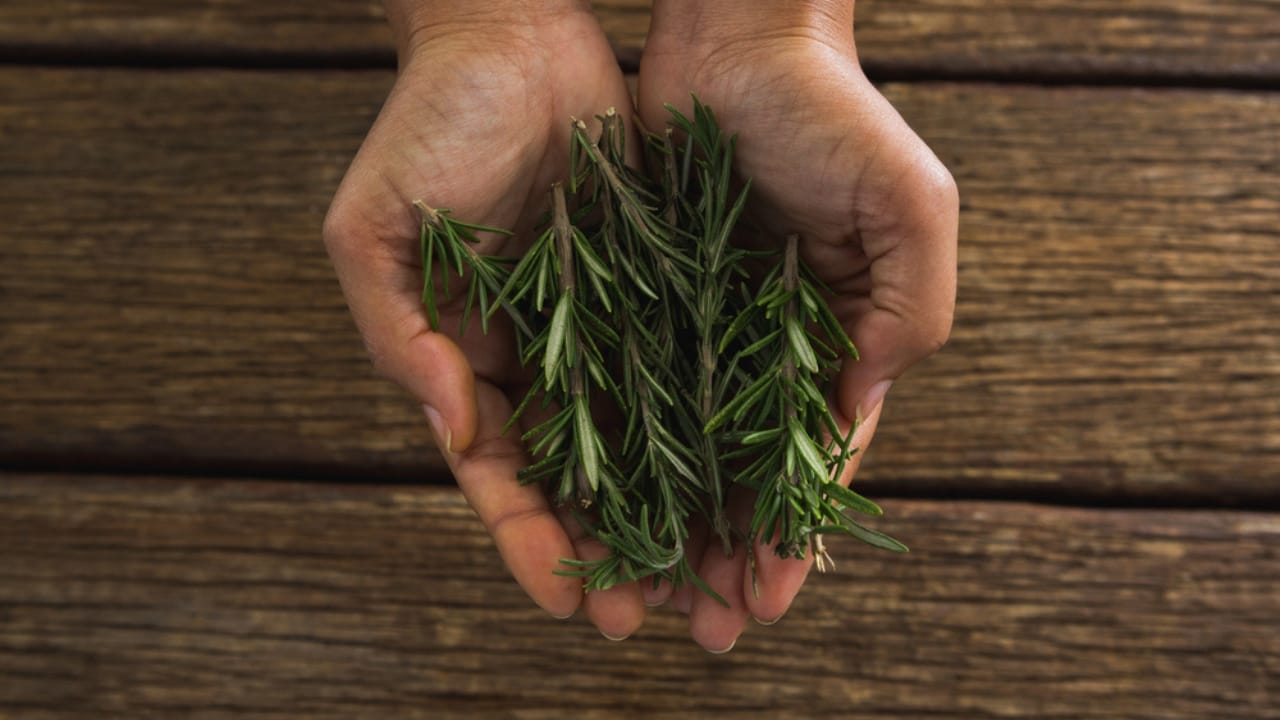 5 Reasons a Sprig of Rosemary Belongs in Your Wallet 6 5 Reasons a Sprig of Rosemary Belongs in Your Wallet - Hands holding rosemary leaves dp167420494 dnoh