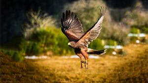 10 Spiritual Messages Hawks May Be Sending You 1 10 Spiritual Messages Hawks May Be Sending You - Hawk ss1997258159 dnoh