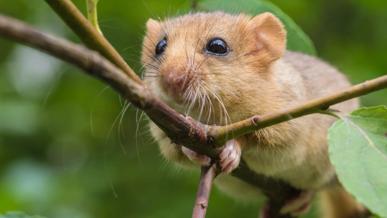 16 Animals That Thrive by Hibernating Through Winter 14 16 Animals That Thrive by Hibernating Through Winter - Hazel Dormouse dp122542818 dnoh
