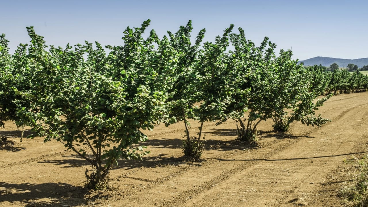 20 Trees That Could Be Your Lifeline in a Survival Situation 12 20 Trees That Could Be Your Lifeline in a Survival Situation - Hazelnut trees dp50436185 dnoh