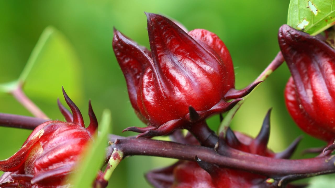 15 Plants Perfect for Starting Your Homegrown Tea Garden 16 15 Plants Perfect for Starting Your Homegrown Tea Garden - Hibiscus sabdariffa or roselle fruits dp55025337 dnoh