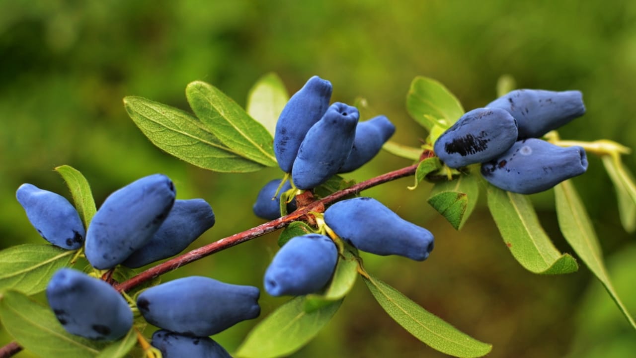 14 Native Berries to Grow for Flavor, Health & Easy Gardening 13 14 Native Berries to Grow for Flavor, Health & Easy Gardening - Honeyberry Lonicera caerulea dp338434160 dnoh