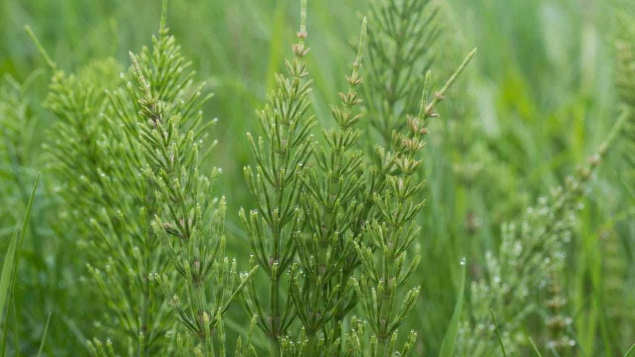 Healing in Your Backyard: 15 Medicinal Plants to Grow - Horsetail herb dp194093002 dnoh