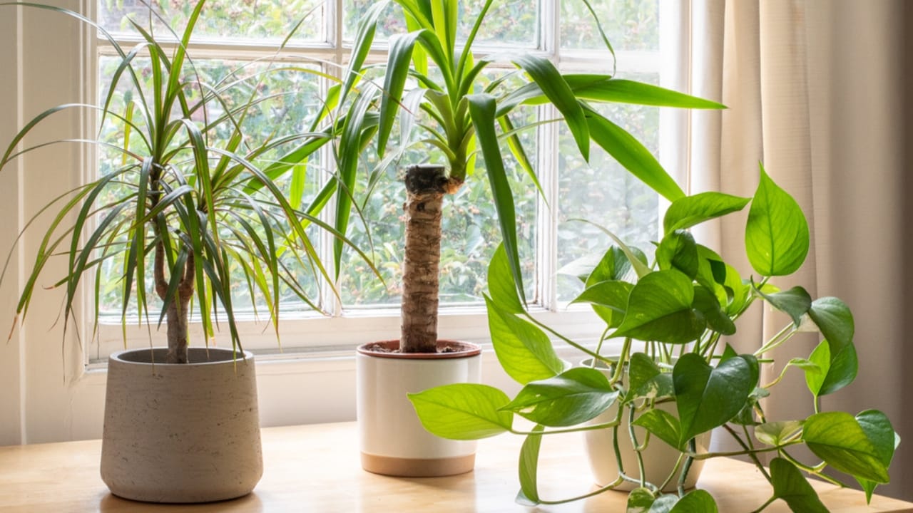 Say Goodbye to Leaf Scorch with These 10 Plant Care Tips 4 Say Goodbye to Leaf Scorch with These 10 Plant Care Tips - House plants in the window dp404652938 dnoh