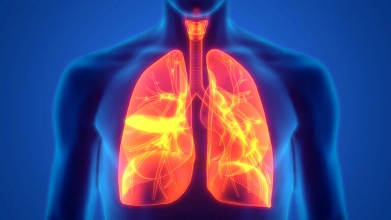 Boost Lung Health with These 12 Healing Plants & Herbs 2 Boost Lung Health with These 12 Healing Plants & Herbs - Human Respiratory System Lungs Anatomy dp325111046 dnoh