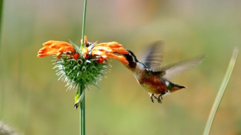 Attract Hummingbirds with This Colorful Fuzzy Flower 8 Attract Hummingbirds with This Colorful Fuzzy Flower - Humming Bird feeding from Lions Tail ss2545371381 dpdgm