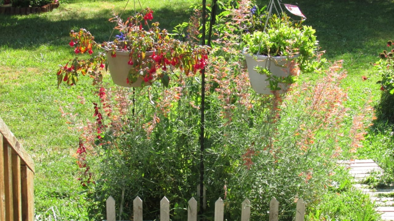 Hummingbird Mint Brings Bees, Butterflies & Pollinators to Gardens 6 Hummingbird Mint Brings Bees, Butterflies & Pollinators to Gardens - Hummingbird Garden with Mint and Fuchsia ss2028584978 adyh