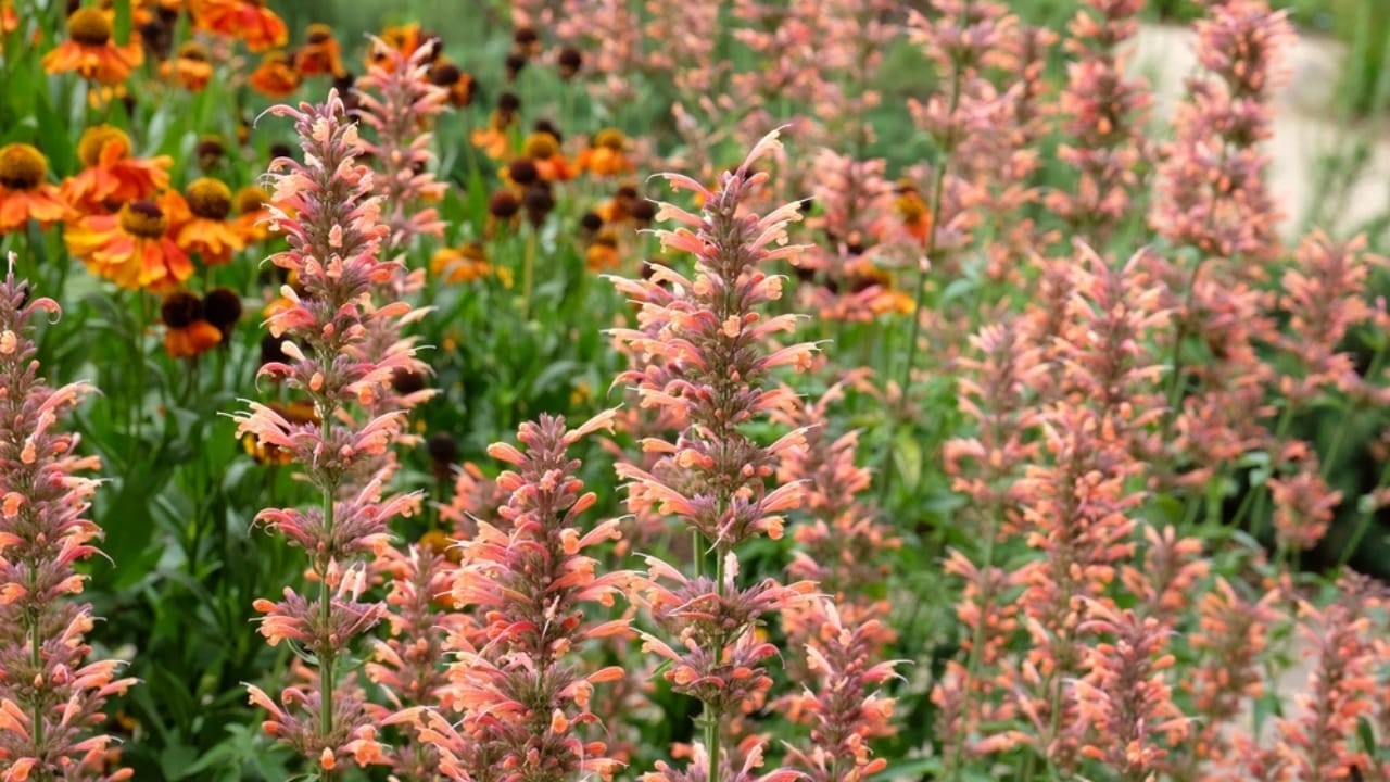 Hummingbird Mint Brings Bees, Butterflies & Pollinators to Gardens 5 Hummingbird Mint Brings Bees, Butterflies & Pollinators to Gardens - Hummingbird Mint ss2357220017 adyh