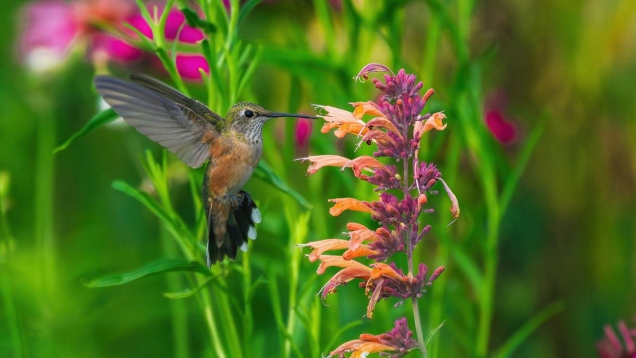 Turn Your Yard Into a Fragrant Paradise With These 15 Plants - Hummingbird Mint ss2436360155 adyh