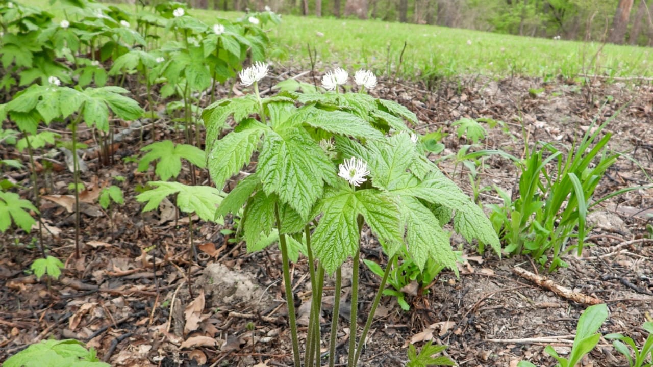 Healing in Your Backyard: 15 Medicinal Plants to Grow - Hydrastis canadensis Golden Seal dp676055276 dnoh