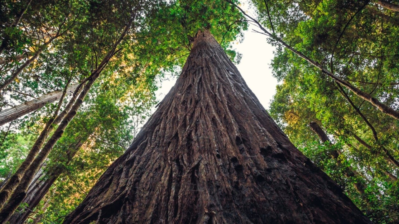 The Most Interesting Fact About Each of the 50 States 6 The Most Interesting Fact About Each of the 50 States - Hyperion Tree ss1833715135 adyh