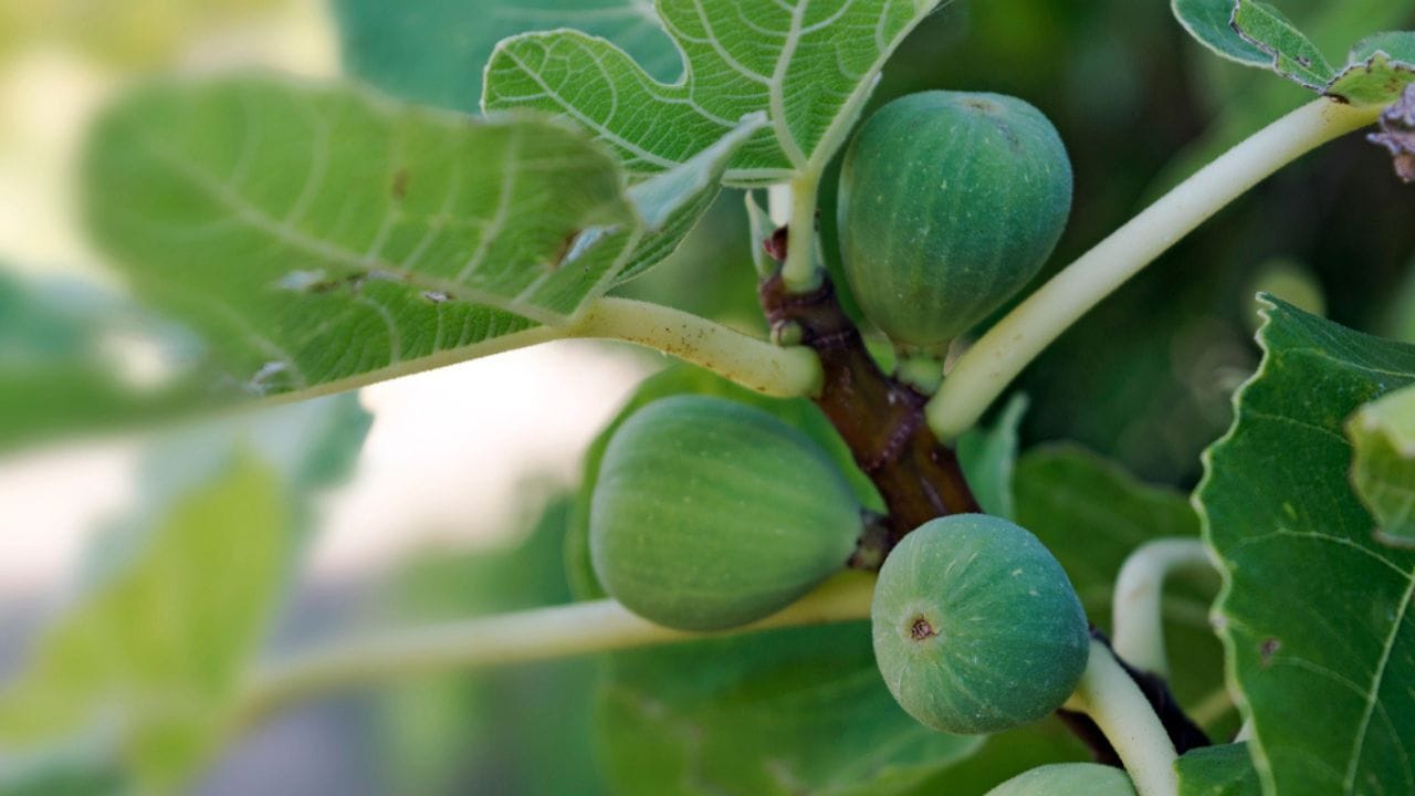 Grow Juicy Figs That Last Decades: 13 Steps to Start Now 15 Grow Juicy Figs That Last Decades: 13 Steps to Start Now - Immature green figs on the tree dp79898488 dnoh
