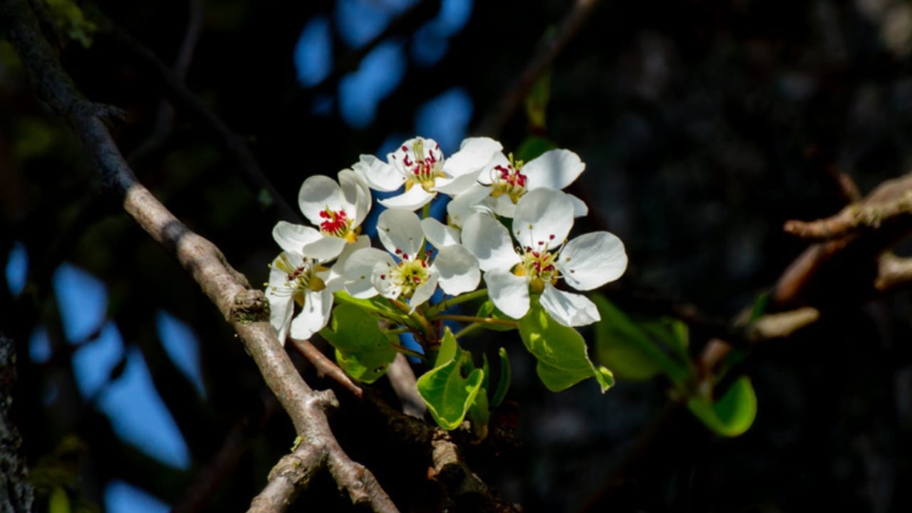 Struggling with Bad Soil... These 15 Plants Can Help 14 Struggling with Bad Soil... These 15 Plants Can Help - Indian Hawthorne dp392139852 dnoh