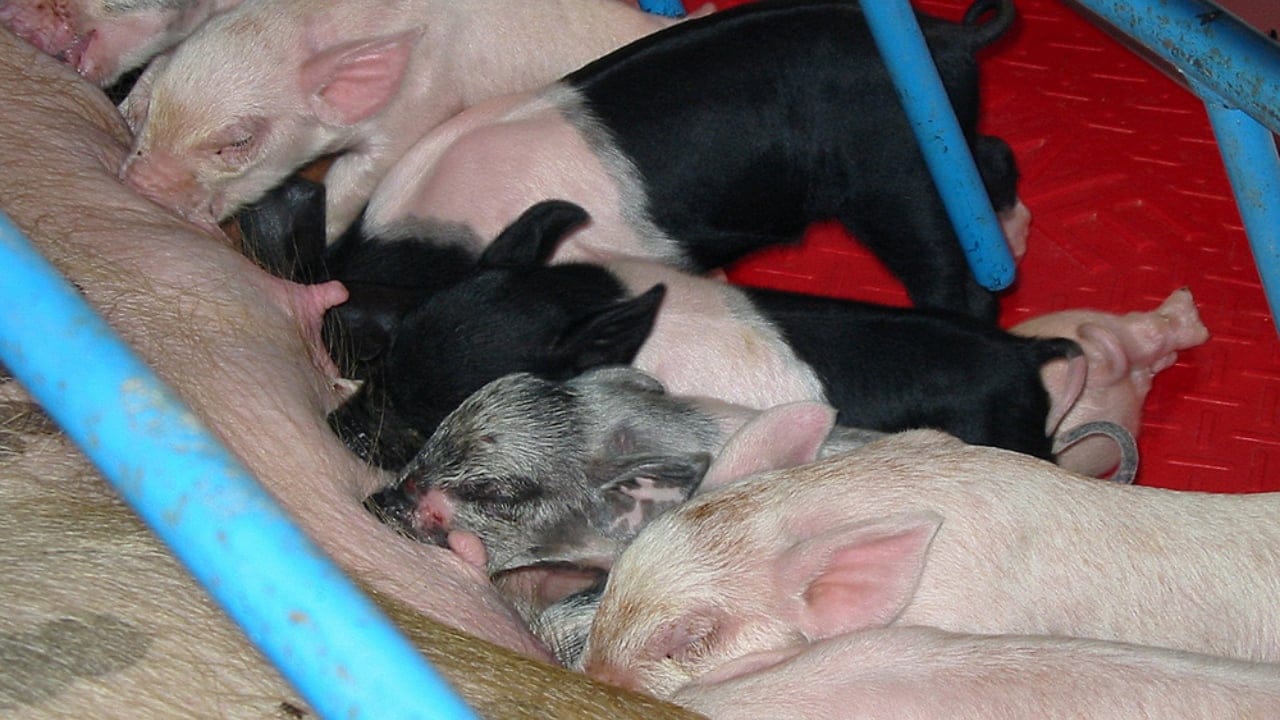 The Most Interesting Fact About Each of the 50 States 16 The Most Interesting Fact About Each of the 50 States - Iowa State Fair Piglets ss51379 adyh