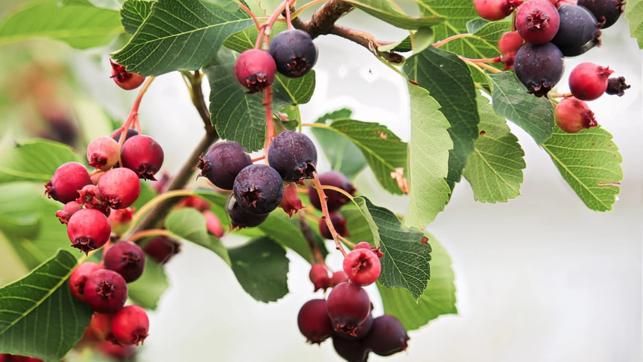 14 Native Berries to Grow for Flavor, Health & Easy Gardening 10 14 Native Berries to Grow for Flavor, Health & Easy Gardening - Juneberry Amelanchier laevis dp239976228 dnoh