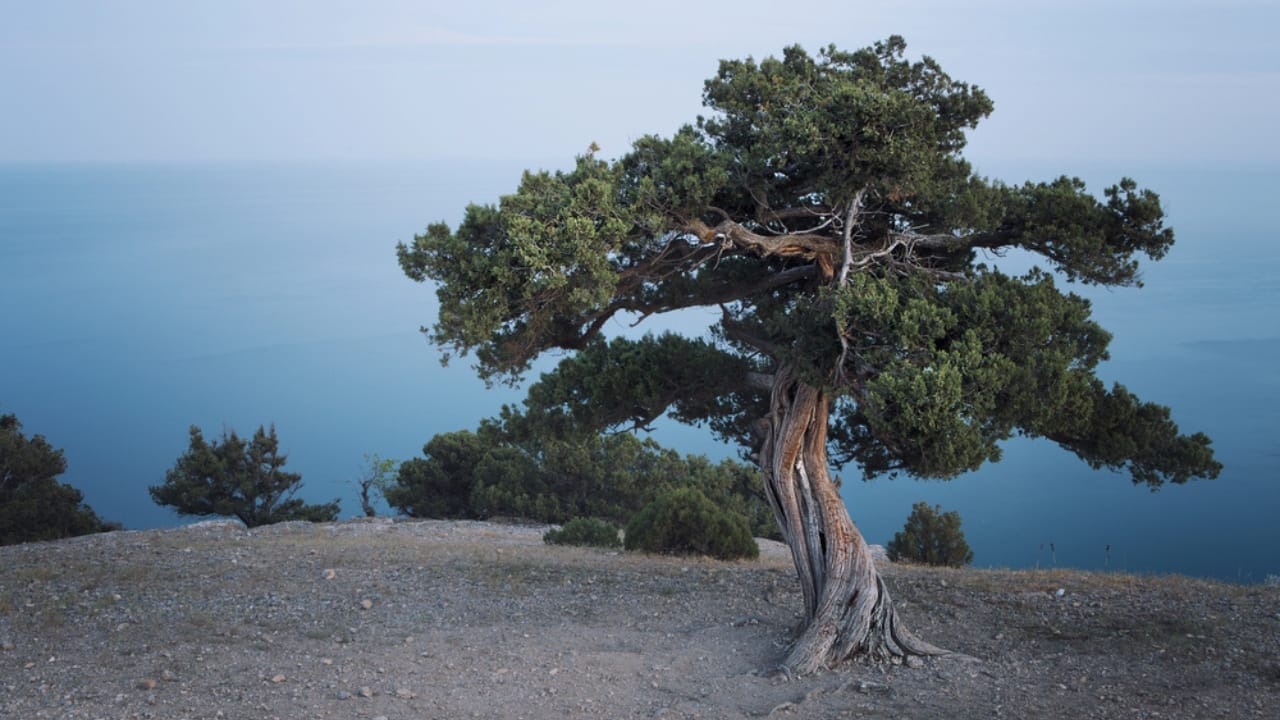 20 Trees That Could Be Your Lifeline in a Survival Situation 18 20 Trees That Could Be Your Lifeline in a Survival Situation - Juniper tree dp27388053 dnoh