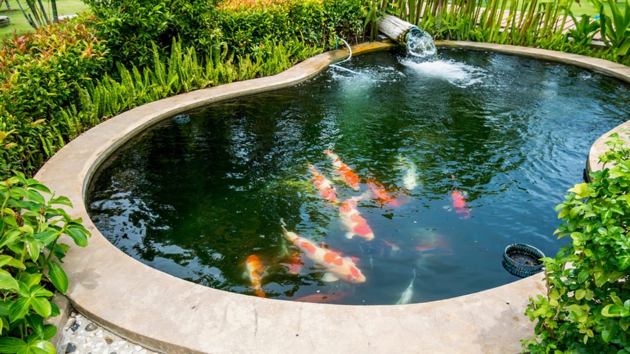 Koi Pond Design: 8 Steps to Get It Right the First Time - Koi Fish in Koi Fish Pond dp397208872 dnoh