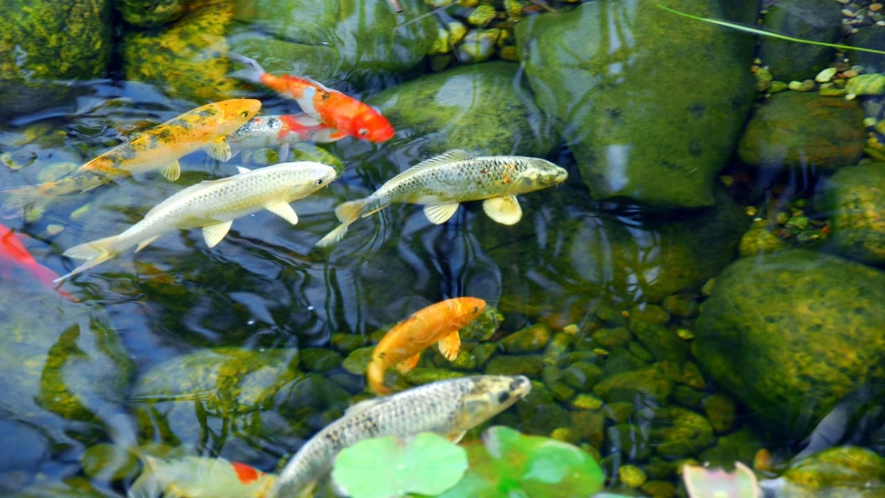 Koi Pond Design: 8 Steps to Get It Right the First Time - Koi Fish in Koi Fish Pond dp6980627 dnoh