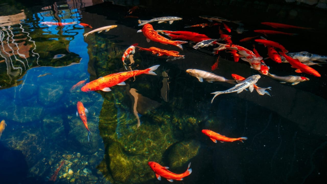 Koi Pond Design: 8 Steps to Get It Right the First Time - Koi Fish in Koi Fish Pond dp92211694 dnoh