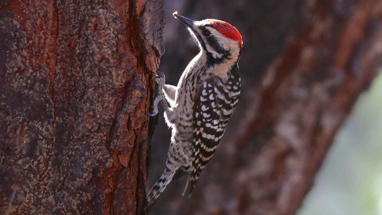 15 Must-Know Woodpeckers for Bird Watchers 12 15 Must-Know Woodpeckers for Bird Watchers - Ladder backed Woodpecker dp535365960 dnoh