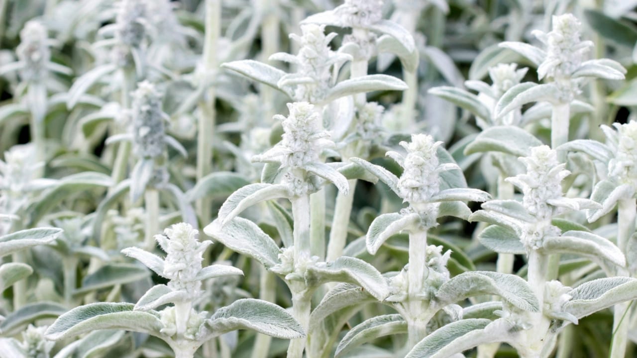 Plants That Thrive in Drought: 15 Low-Water Picks 12 Plants That Thrive in Drought: 15 Low-Water Picks - Lambs Ears dp47583521 dnoh