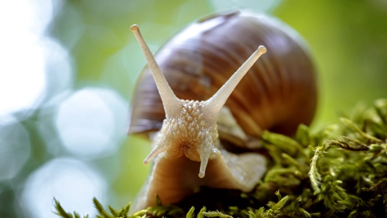 16 Animals That Thrive by Hibernating Through Winter 7 16 Animals That Thrive by Hibernating Through Winter - Land Snail dp173280020 dnoh