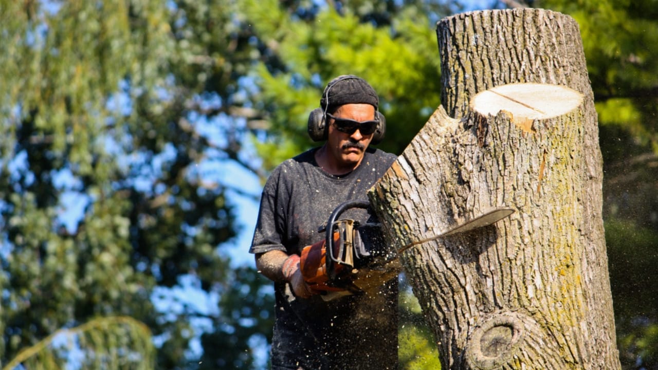 16 Home Projects That Could Land You in Legal Trouble 6 16 Home Projects That Could Land You in Legal Trouble - Large Tree Removal dp9646971 dnoh