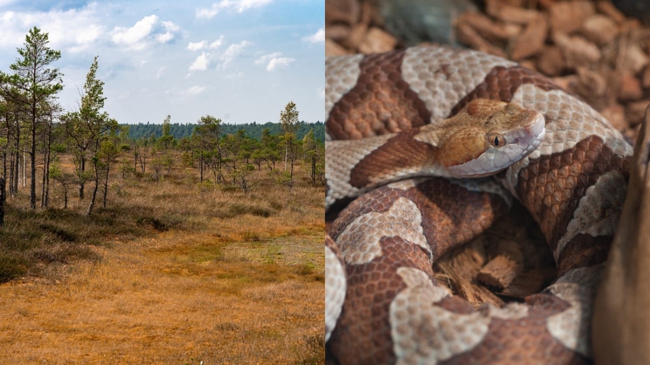 Copperhead Snake Hotspots: 25 States Where They Thrive 20 Copperhead Snake Hotspots: 25 States Where They Thrive - Latvia Kemeri park swamp ss2492306857 adyh image of Copperhead ss77189542 adyh