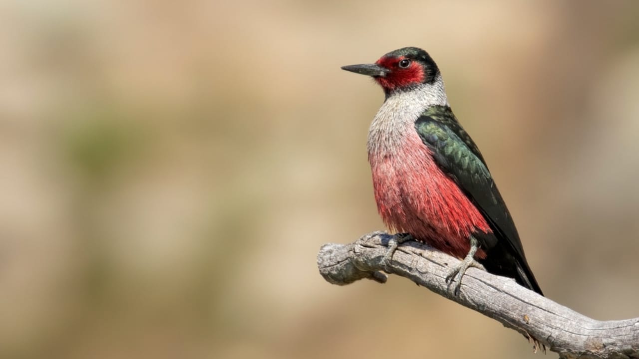 15 Must-Know Woodpeckers for Bird Watchers 13 15 Must-Know Woodpeckers for Bird Watchers - Lewiss Woodpecker ss2213991273 dnoh