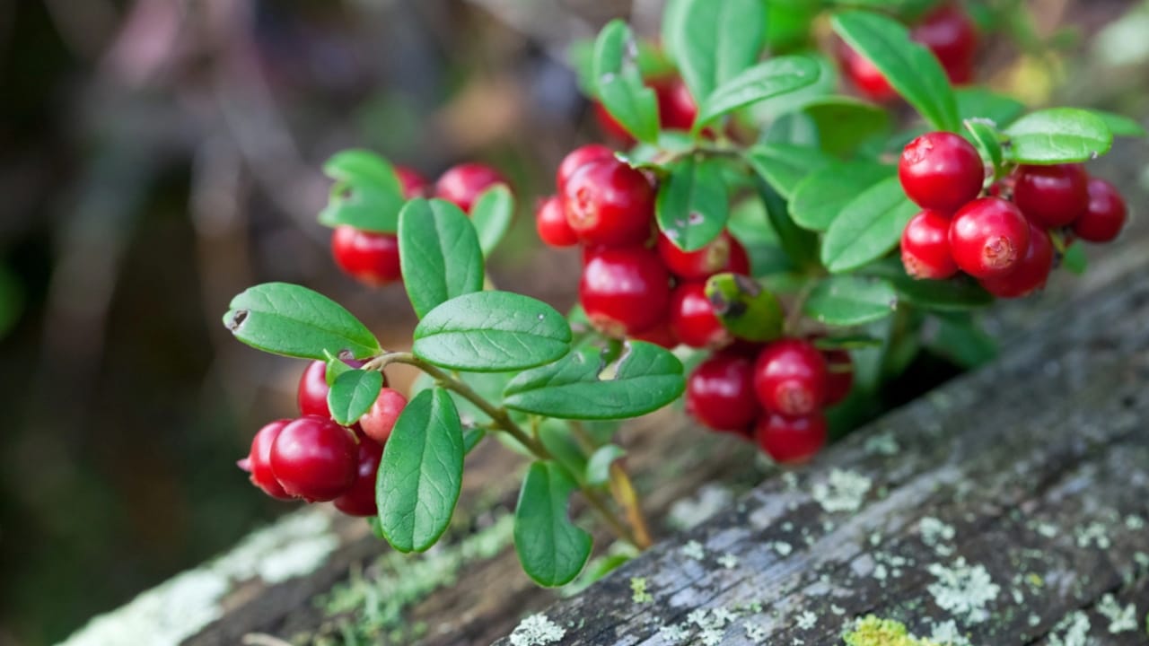 14 Native Berries to Grow for Flavor, Health & Easy Gardening 11 14 Native Berries to Grow for Flavor, Health & Easy Gardening - Lingonberry Vaccinium vitis idaea dp11162267 dnoh